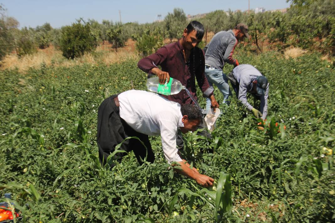 Güneydoğu kavruluyor! Sıcaklıklar 40 dereceyi aştı - Resim: 4